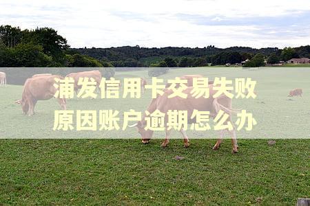 浦发信用卡交易失败原因账户逾期怎么办