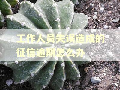 工作人员失误造成的征信逾期怎么办