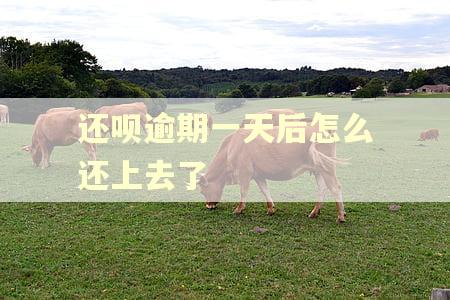 还呗逾期一天后怎么还上去了