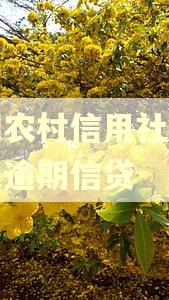 贵州农村信用社怎么解决逾期信贷