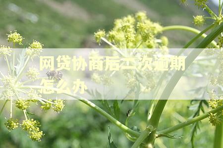 网贷协商后二次逾期怎么办