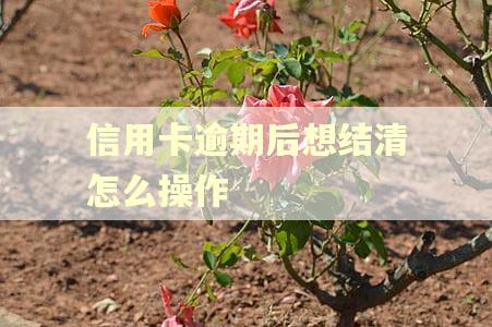 信用卡逾期后想结清怎么操作
