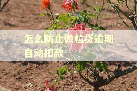 怎么防止微粒贷逾期自动扣款