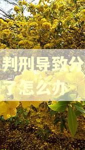 因为判刑导致分期乐逾期了怎么办