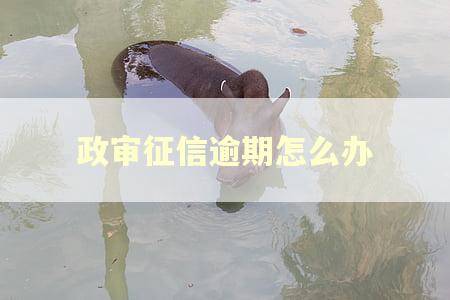 政审征信逾期怎么办