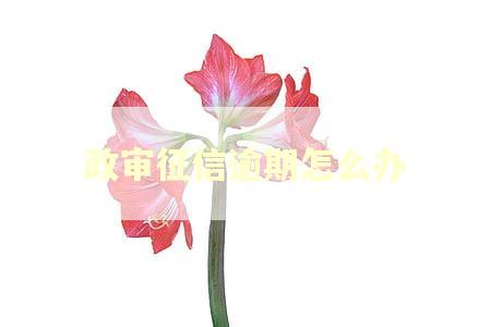 政审征信逾期怎么办