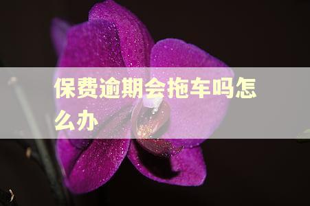 保费逾期会拖车吗怎么办