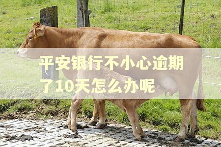 平安银行不小心逾期了10天怎么办呢