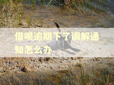 借呗逾期下了调解通知怎么办