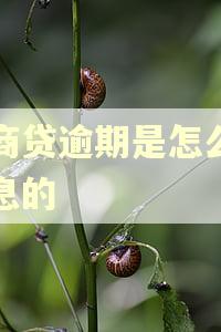 网商贷逾期是怎么算利息的 网商贷逾期是怎么算利息的