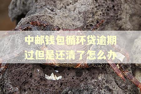 中邮钱包循环贷逾期过但是还清了怎么办