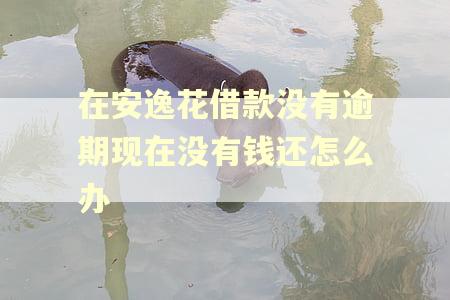 在安逸花借款没有逾期现在没有钱还怎么办