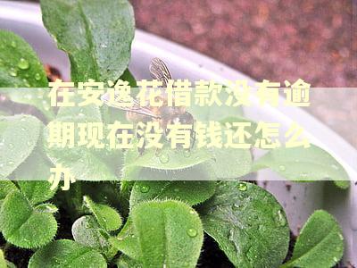 在安逸花借款没有逾期现在没有钱还怎么办