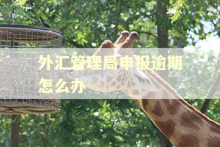 外汇管理局申报逾期怎么办