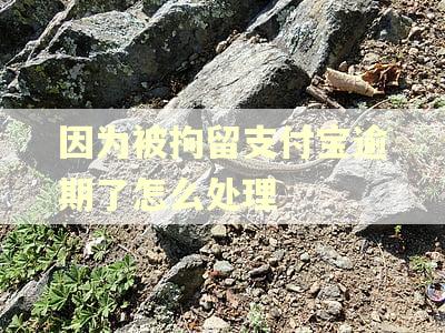 因为被拘留支付宝逾期了怎么处理