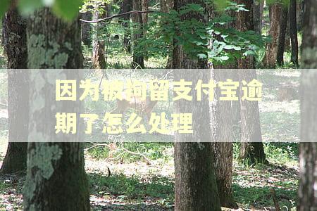 因为被拘留支付宝逾期了怎么处理