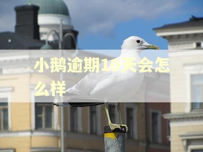 小鹅逾期10天会怎么样