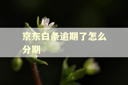 京东白条逾期了怎么分期