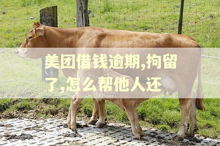 美团借钱逾期,拘留了,怎么帮他人还 美团借钱逾期,拘留了,怎么帮他人还