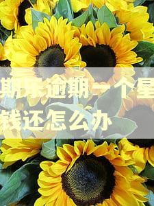 分期乐逾期一个星期没钱还怎么办