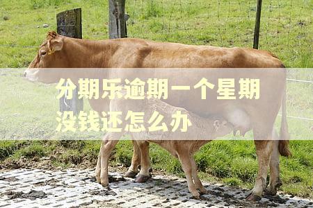 分期乐逾期一个星期没钱还怎么办