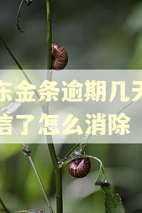 京东金条逾期几天上征信了怎么消除