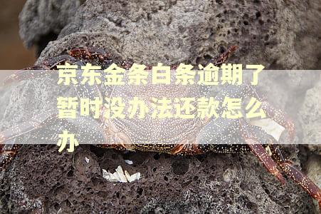 京东金条白条逾期了暂时没办法还款怎么办