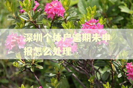 深圳个体户逾期未申报怎么处理