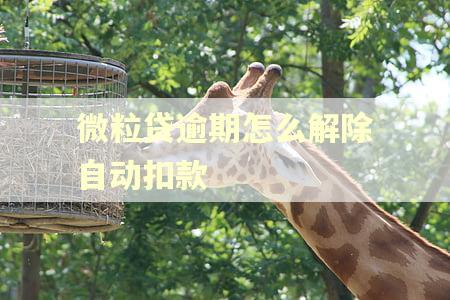 微粒贷逾期怎么解除自动扣款