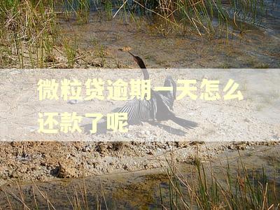 微粒贷逾期一天怎么还款了呢