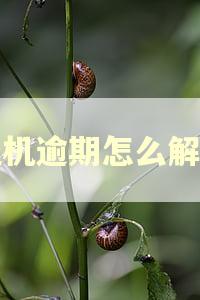 租机逾期怎么解决
