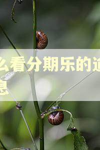 怎么看分期乐的逾期利息