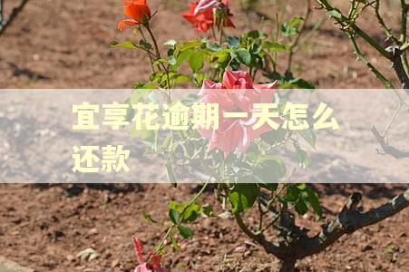 宜享花逾期一天怎么还款
