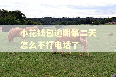 小花钱包逾期第二天怎么不打电话了 小花钱包逾期第二天怎么不打电话了