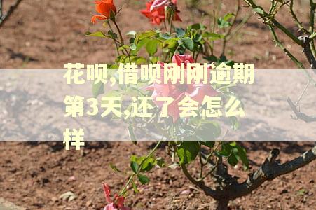 花呗,借呗刚刚逾期第3天,还了会怎么样