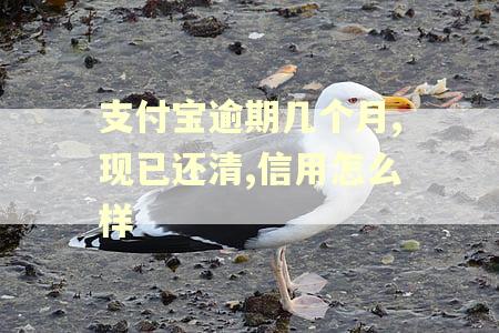 支付宝逾期几个月,现已还清,信用怎么样