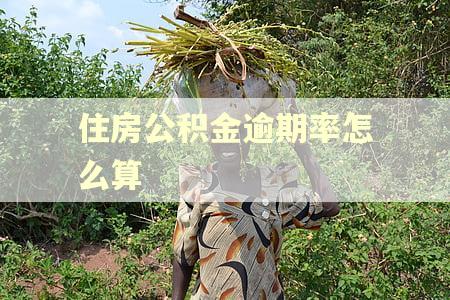 住房公积金逾期率怎么算