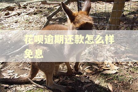 花呗逾期还款怎么样免息