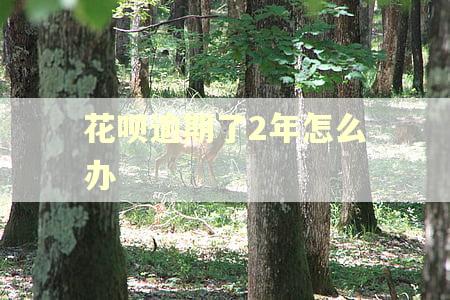 花呗逾期了2年怎么办
