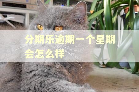 分期乐逾期一个星期会怎么样