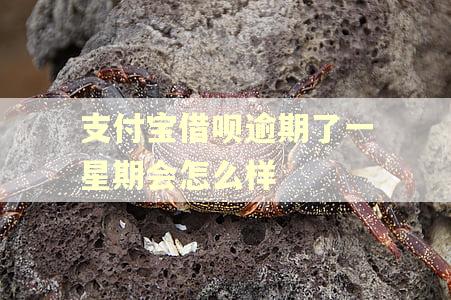 支付宝借呗逾期了一星期会怎么样