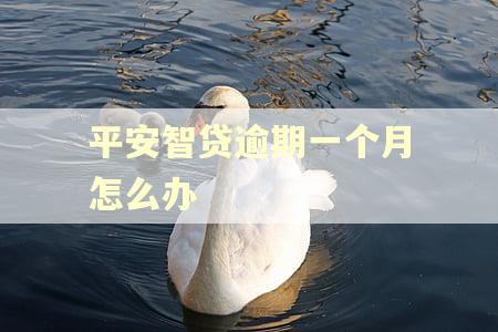 平安智贷逾期一个月怎么办