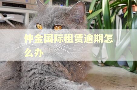 仲金国际租赁逾期怎么办