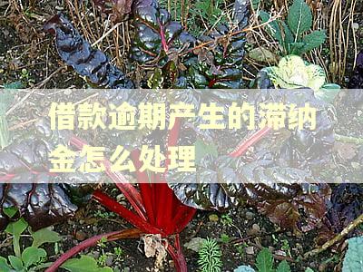 借款逾期产生的滞纳金怎么处理