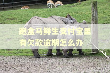 跑盒马鲜生支付宝里有欠款逾期怎么办