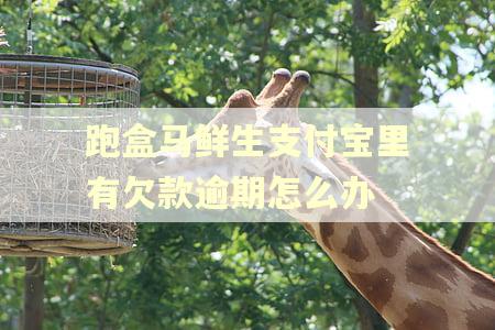 跑盒马鲜生支付宝里有欠款逾期怎么办