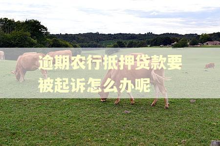 逾期农行抵押贷款要被起诉怎么办呢 逾期农行抵押贷款要被起诉怎么办呢