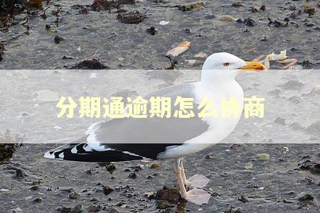 分期通逾期怎么协商