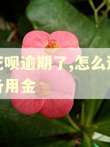 花呗逾期了,怎么还备用金
