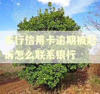 农行信用卡逾期被起诉怎么联系银行